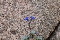 Phacelia campanularia