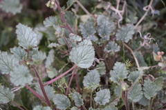 Phacelia campanularia