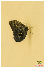 Caligo telamonius memnon