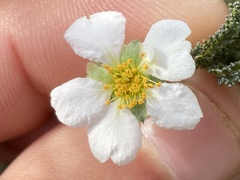 Chamaebatia australis