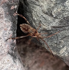 Leptoglossus chilensis