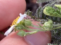 Chamaebatia australis