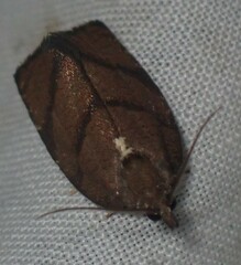 Argyrotaenia juglandana