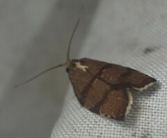 Argyrotaenia juglandana