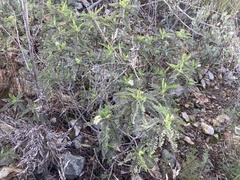 Chamaebatia australis