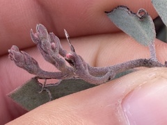 Arctostaphylos moranii