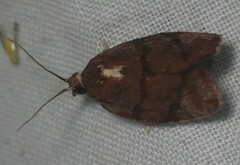 Argyrotaenia juglandana