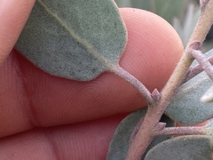 Arctostaphylos moranii