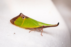 Odontoptera carrenoi