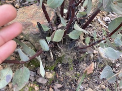 Arctostaphylos moranii