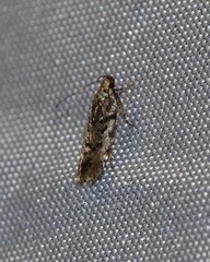 Chionodes formosella