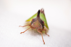 Odontoptera carrenoi