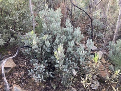 Arctostaphylos moranii
