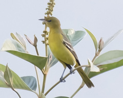 Icterus spurius