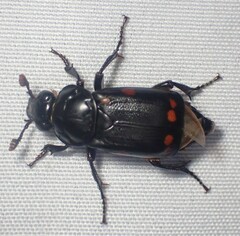 Nicrophorus pustulatus