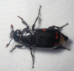 Nicrophorus pustulatus