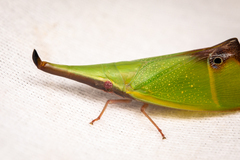 Odontoptera carrenoi