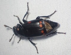 Nicrophorus pustulatus