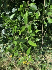 Parsonsia heterophylla