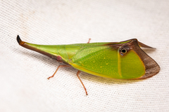 Odontoptera carrenoi