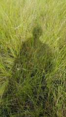 Carex lasiocarpa