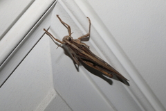 Schistocerca americana