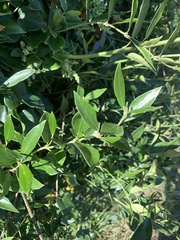 Parsonsia heterophylla