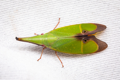 Odontoptera carrenoi