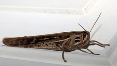 Schistocerca americana