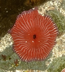 Epiactis lisbethae