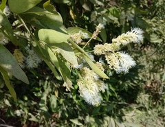 Pithecellobium lanceolatum