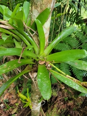 Vriesea