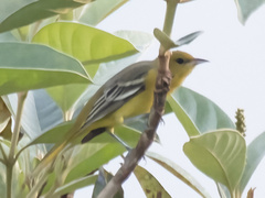 Icterus spurius