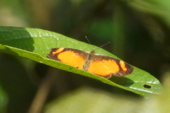 Tegosa pastazena
