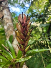 Vriesea