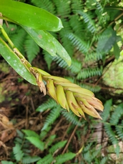 Vriesea