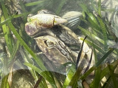 Hemigrapsus crenulatus