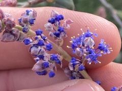Ceanothus tomentosus olivaceus