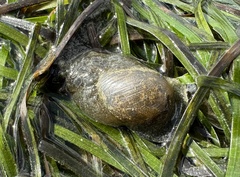 Papawera zelandiae