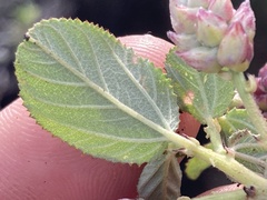 Ceanothus tomentosus olivaceus