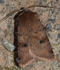 Cerastis faceta