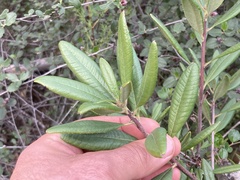 Comarostaphylis diversifolia