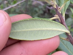 Comarostaphylis diversifolia