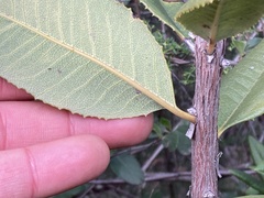 Comarostaphylis diversifolia