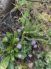 Cheilanthes micropteris