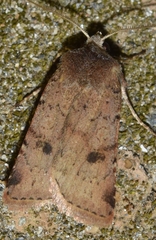 Cerastis faceta
