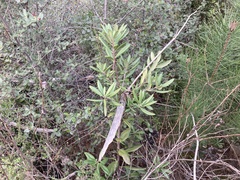 Comarostaphylis diversifolia