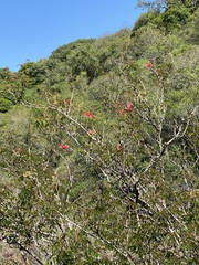 Calliandra tweediei