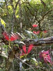 Calliandra tweediei