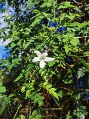 Jasminum